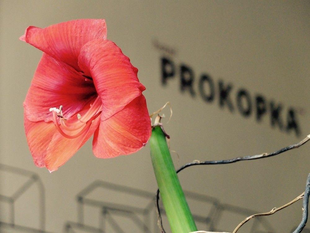 Prokopka 2* Praga